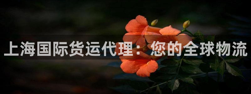 尊龙凯时是哪个国家的：上海国际货运代理：您的全球物流