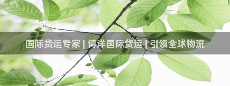 尊龙165：国际货运专家 | 博洋国际货运 | 引领全球