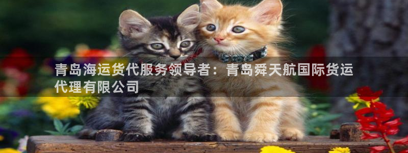 尊龙是什么软件：青岛海运货代服务领导者：青岛舜天航国际货