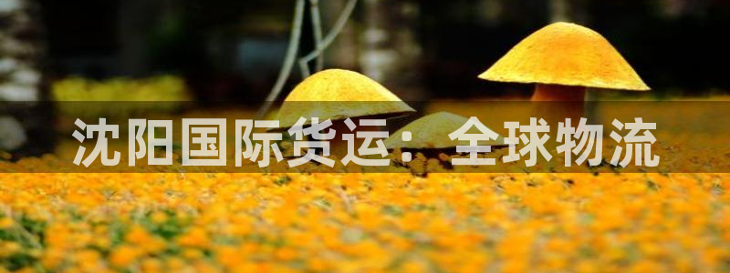 尊龙人生就是博l：沈阳国际货运：全球物流
